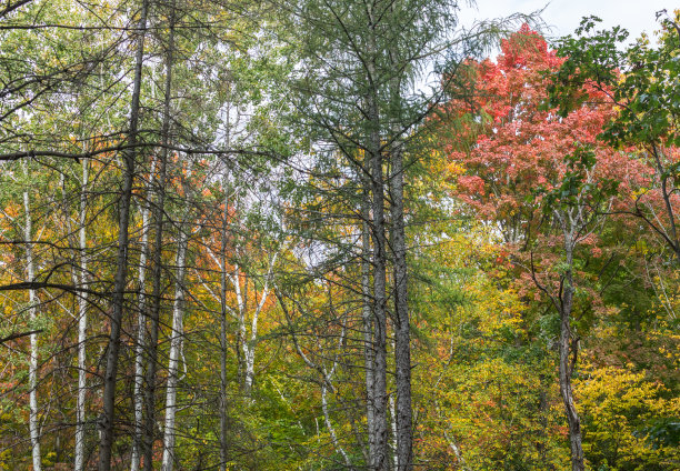 林地的初秋图片下载