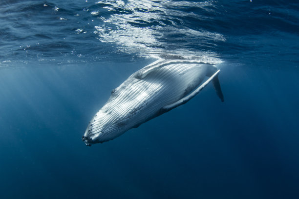 座头鲸在水下图片下载