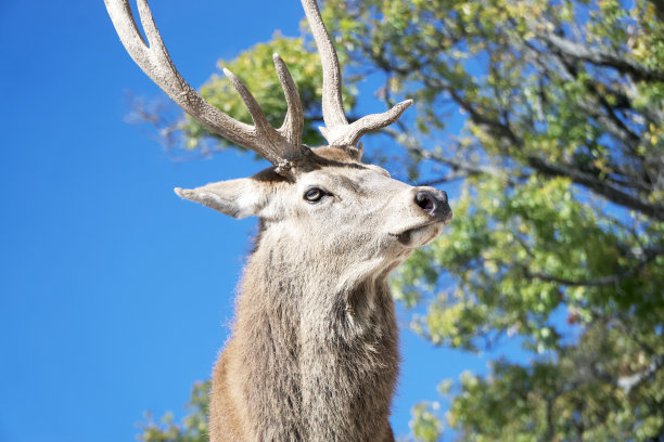 有独特鹿角的骄傲鹿图片下载