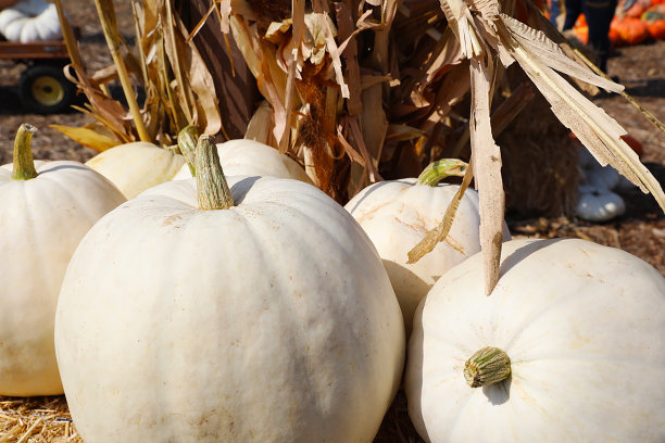 南瓜补丁图片下载