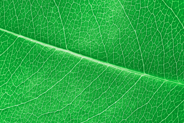 微距的绿叶纹理与美丽的植物浮雕，近景的纯天然微距照片图片下载
