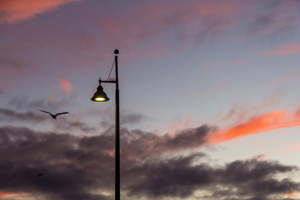 日落海鸥图片下载