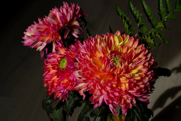 阳光下的牡丹形紫苑花束图片下载