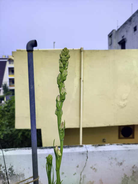 块茎花蕾在植物上的近景和选择性聚焦图片下载