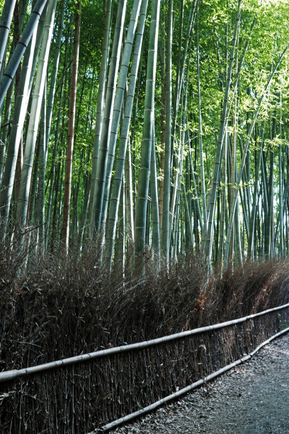 天然绿色竹槽林景观公园图片下载