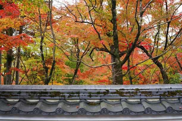 红枫叶公园自然景观与日式建筑图片下载