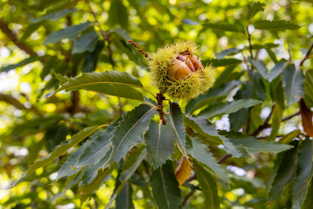 初秋树枝上的栗子图片下载