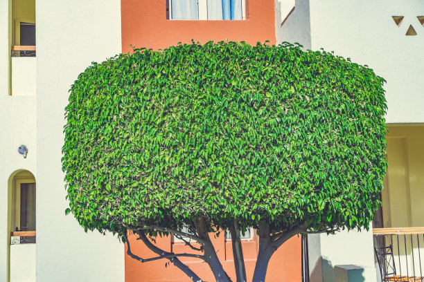 在阳光明媚的日子里，有修剪过的树木的热带花园。草坪上的不同树木和灌木，后院的常绿植物和应季植物图片下载