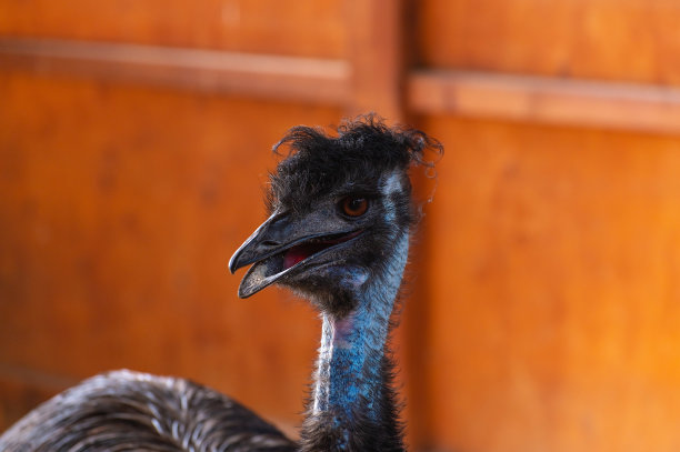 黑头鸵鸟的肖像，脖子周围有稀疏的羽毛，头上有一个冠图片下载