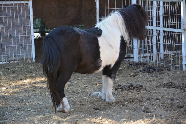 大自然，植物和花朵图片下载