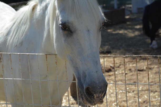 大自然，植物和花朵图片下载