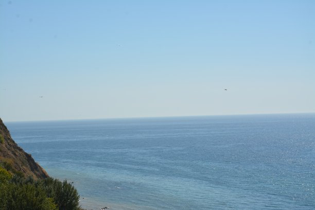 大自然，植物和花朵图片下载