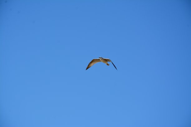 大自然，植物和花朵图片下载