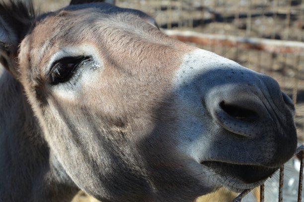 大自然，植物和花朵图片下载