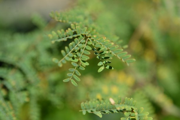 大自然，植物和花朵图片下载