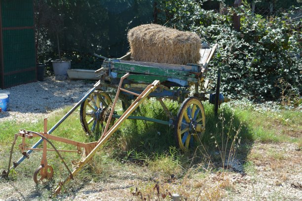 大自然，植物和花朵图片下载