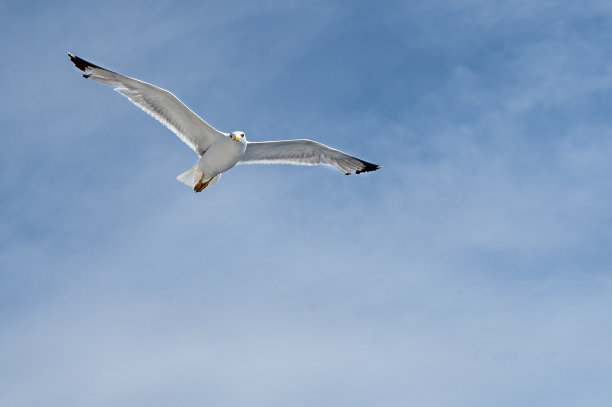海鸥图片下载