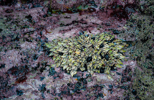 一群野生藤壶的照片，这是海鲜馆里很受欢迎的一种海鲜。图片下载