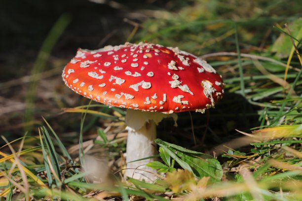 森林里美丽的毒菌图片下载