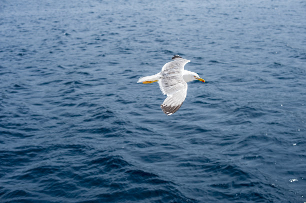 海鸥图片下载