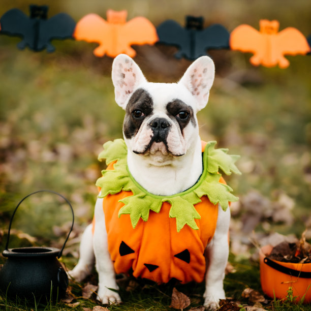 万圣节和感恩节。在森林里遛南瓜。可爱的法国斗牛犬。万圣节狗狗服装图片下载