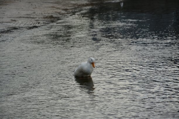 动物和鸭子图片下载