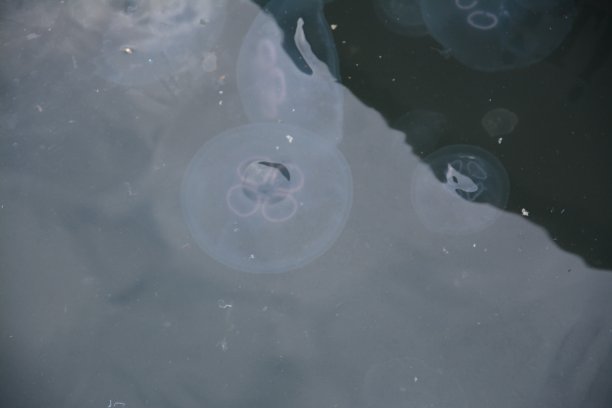 动物和鸭子图片下载