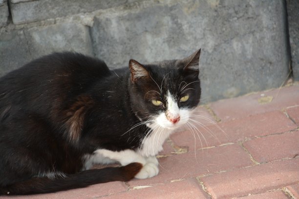 动物和鸭子图片下载