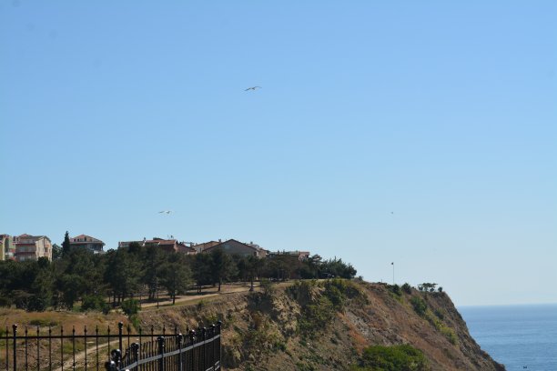 天然的植物和花图片下载