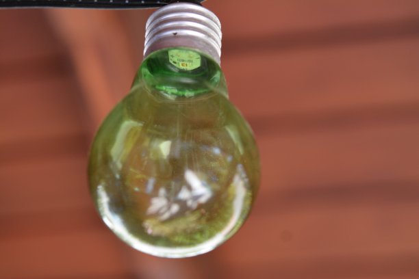 天然的植物和花图片下载