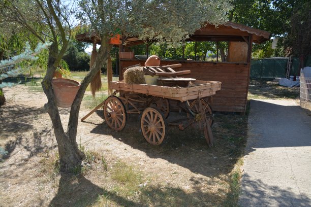 天然的植物和花图片下载