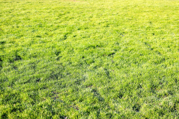 明亮阳光的欧洲绿色草坪平坦的背景纹理。图片下载