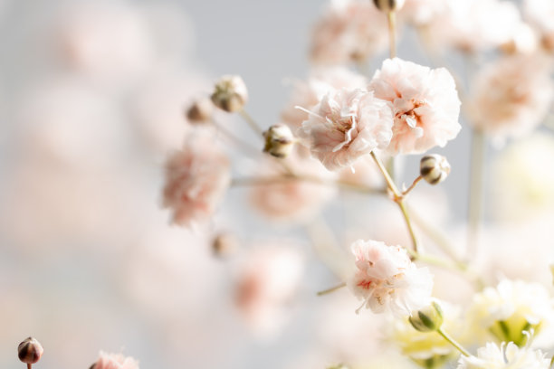 霾草染得美丽多彩。图片下载