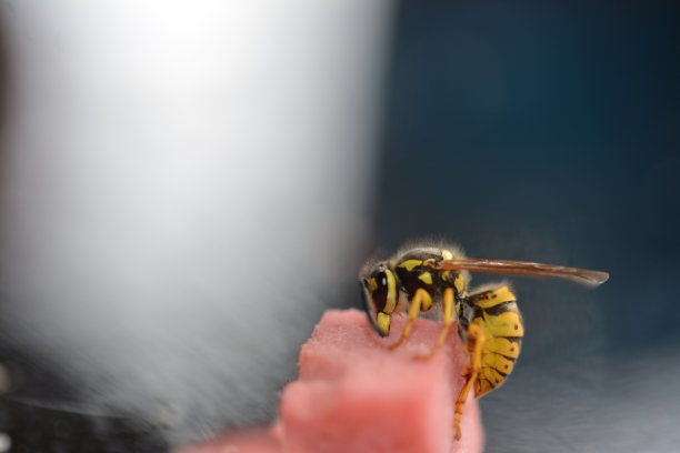 天然的植物和花图片下载