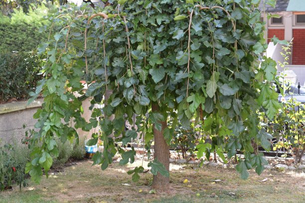 天然的植物和花图片下载