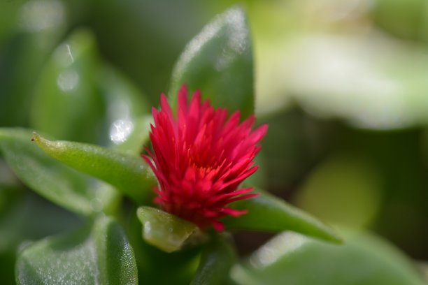 天然的植物和花图片下载
