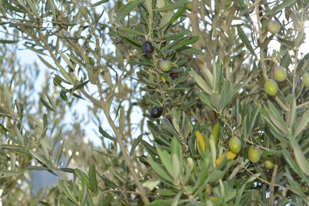 天然的植物和花图片下载
