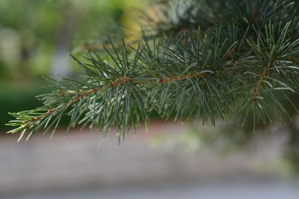 天然的植物和花图片下载