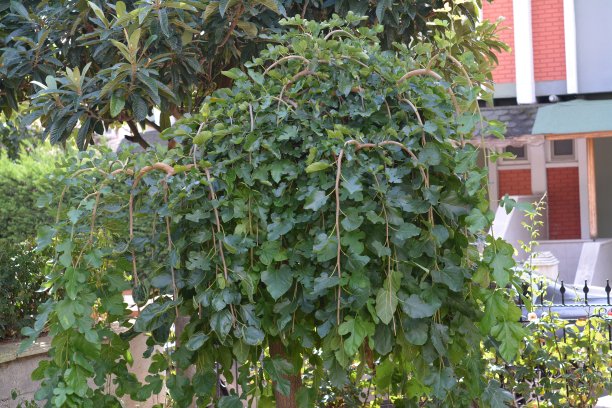 天然的植物和花图片下载