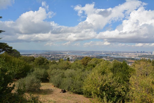 天然的植物和花图片下载