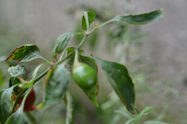 天然的植物和花图片下载