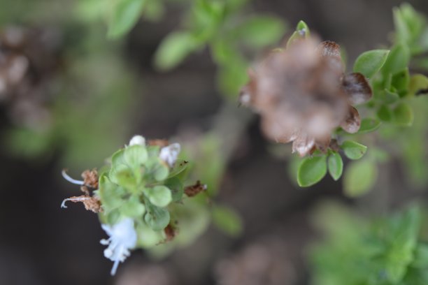 天然的植物和花图片下载