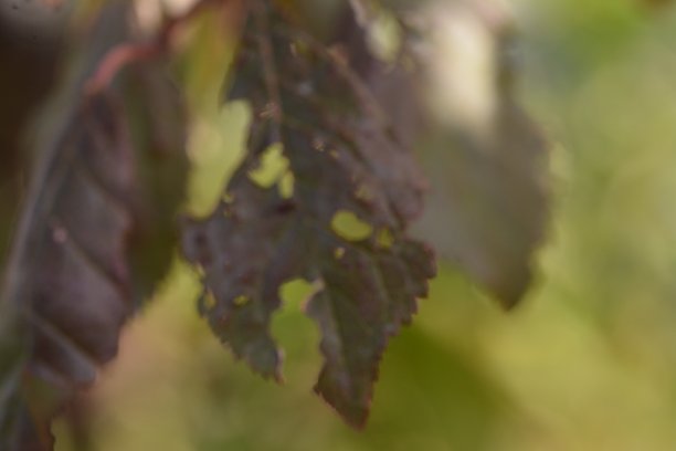天然的植物和花图片下载