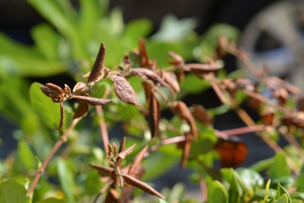 天然的植物和花图片下载