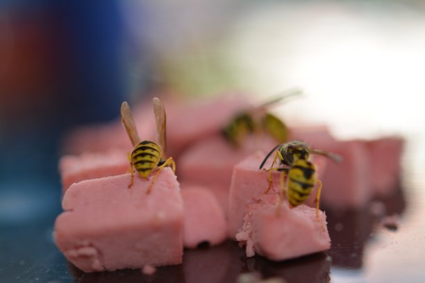 天然的植物和花图片下载