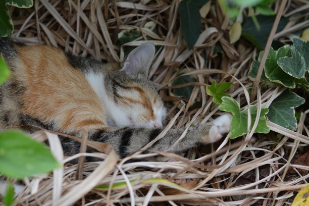 天然的植物和花图片下载