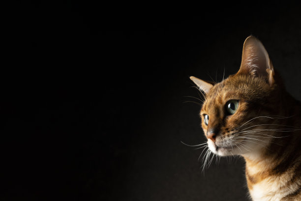 孟加拉猫图片下载