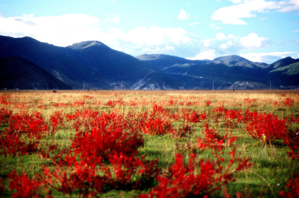 十月，高原上的红草图片下载