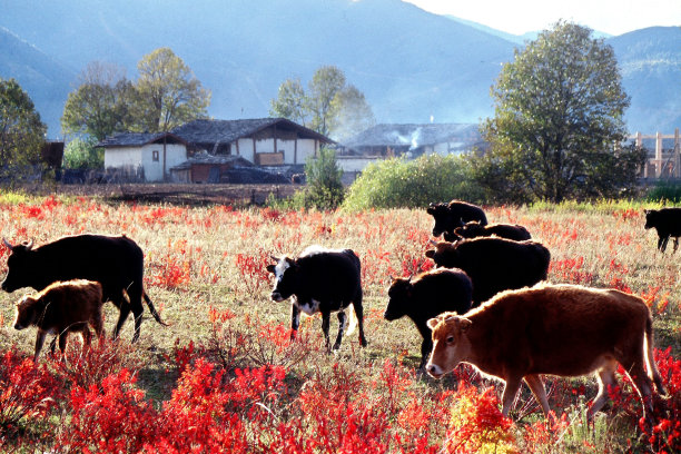 十月，藏屋、牦牛和高原上的红草图片下载