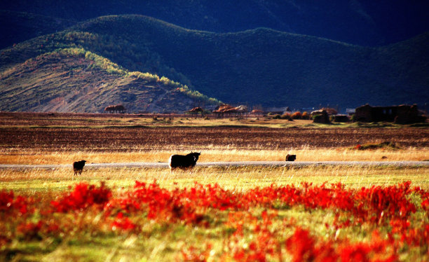 十月高原，山地森林，土地和牦牛图片下载